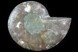 Agatized Ammonite Fossil (Half) - Madagascar #83817-1